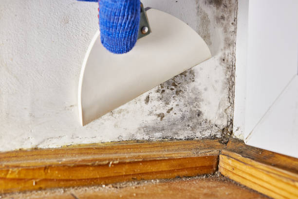 Best Black Mold Removal  in Bloomfield, NM